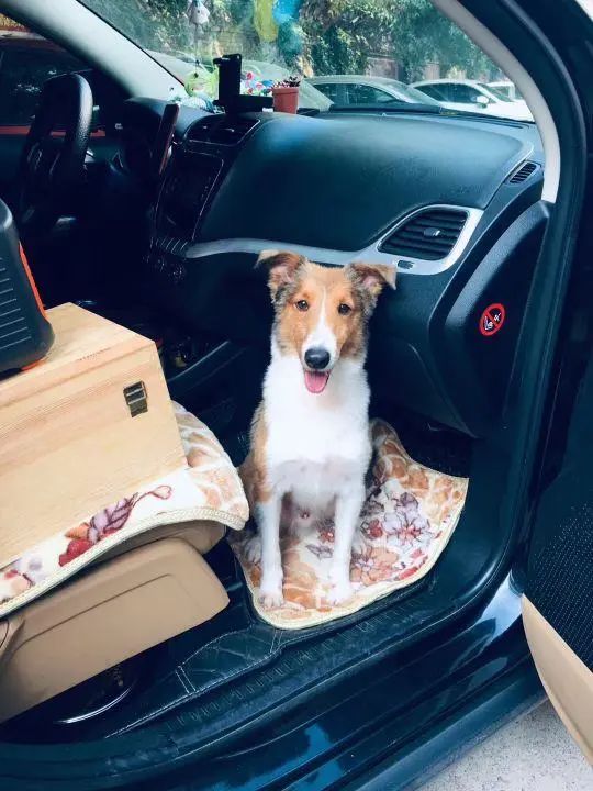 58岁的她,自驾房车旅居,一人两犬,活成了自己喜欢的样子6.jpg 58岁的她,自驾房车旅居,一人两犬,活成了自己喜欢的样子6.jpg